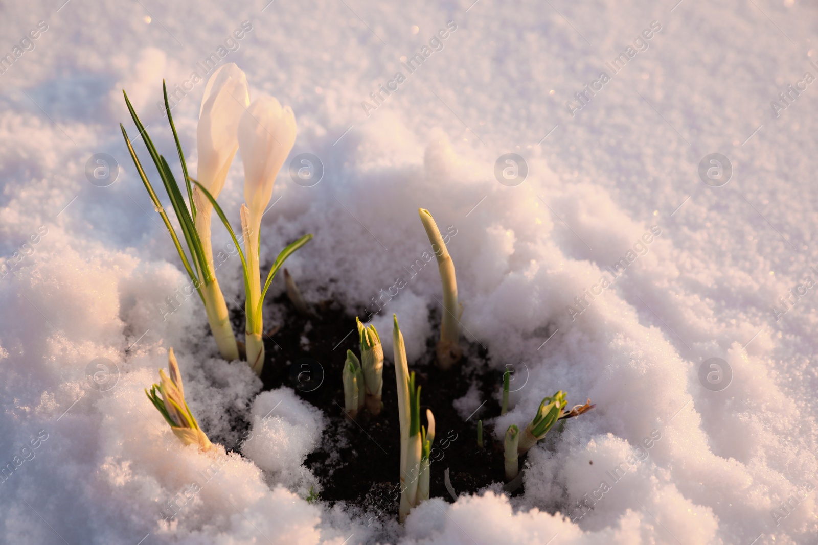 Photo of Beautiful crocuses growing through snow. First spring flowers