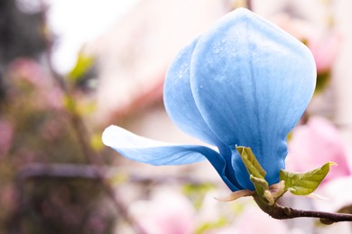 Image of Beautiful delicate magnolia Blue Opal outdoors, closeup. Spring season