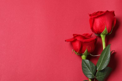 Photo of Beautiful roses on red background, top view. Space for text