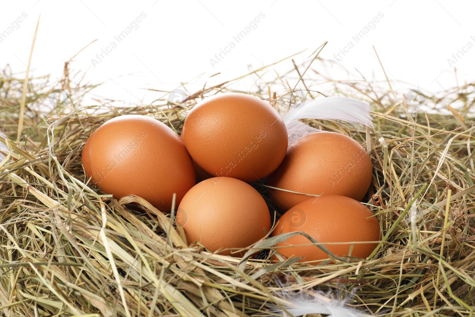 Photo of Fresh raw chicken eggs in nest on white background