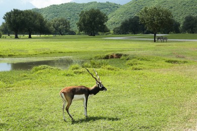 Photo of Beautiful African gazelle on green lawn in safari park