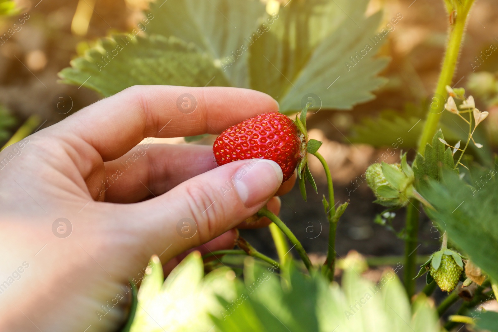 Photo of Woman gathering strawberries in garden on sunny day, closeup