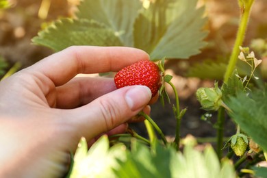 Woman gathering strawberries in garden on sunny day, closeup
