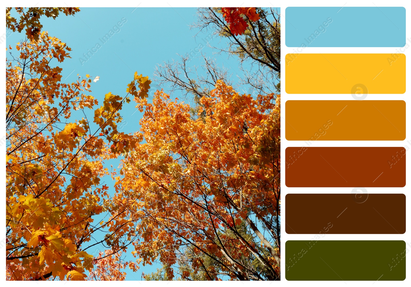 Image of Color palette appropriate to photo of beautiful trees with autumn leaves