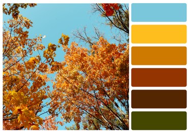 Color palette appropriate to photo of beautiful trees with autumn leaves