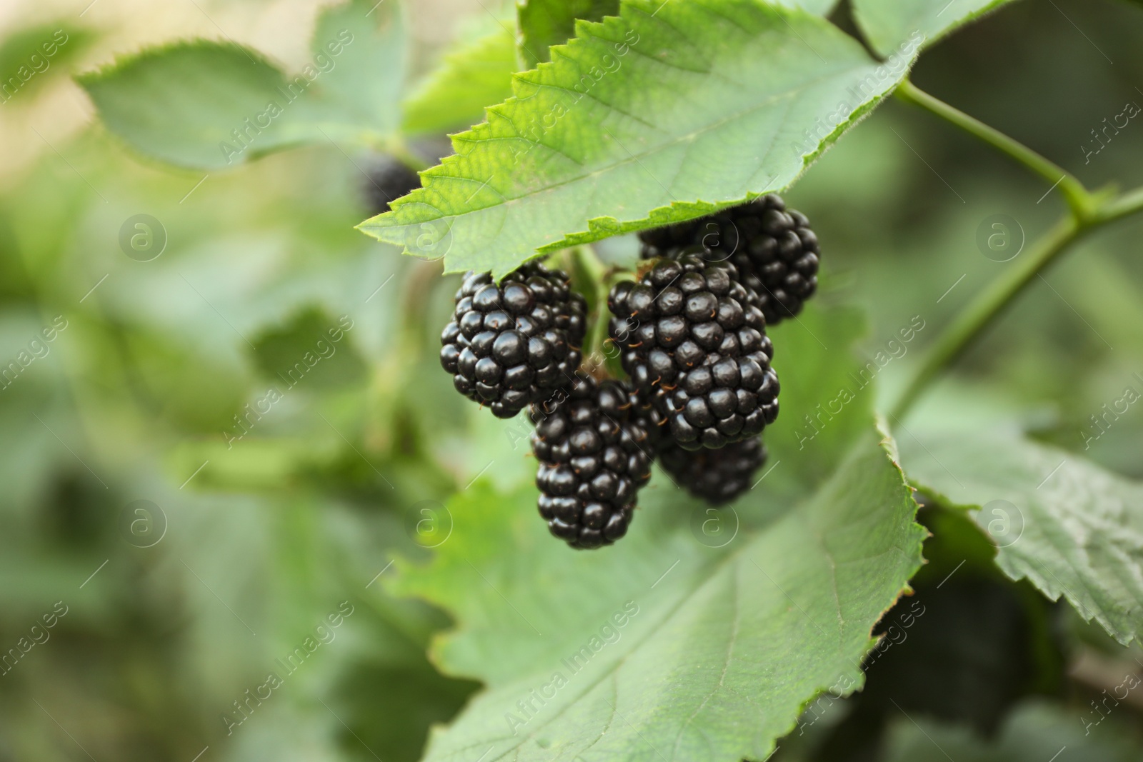 Photo of Blackberry bush with ripe berries in garden, closeup