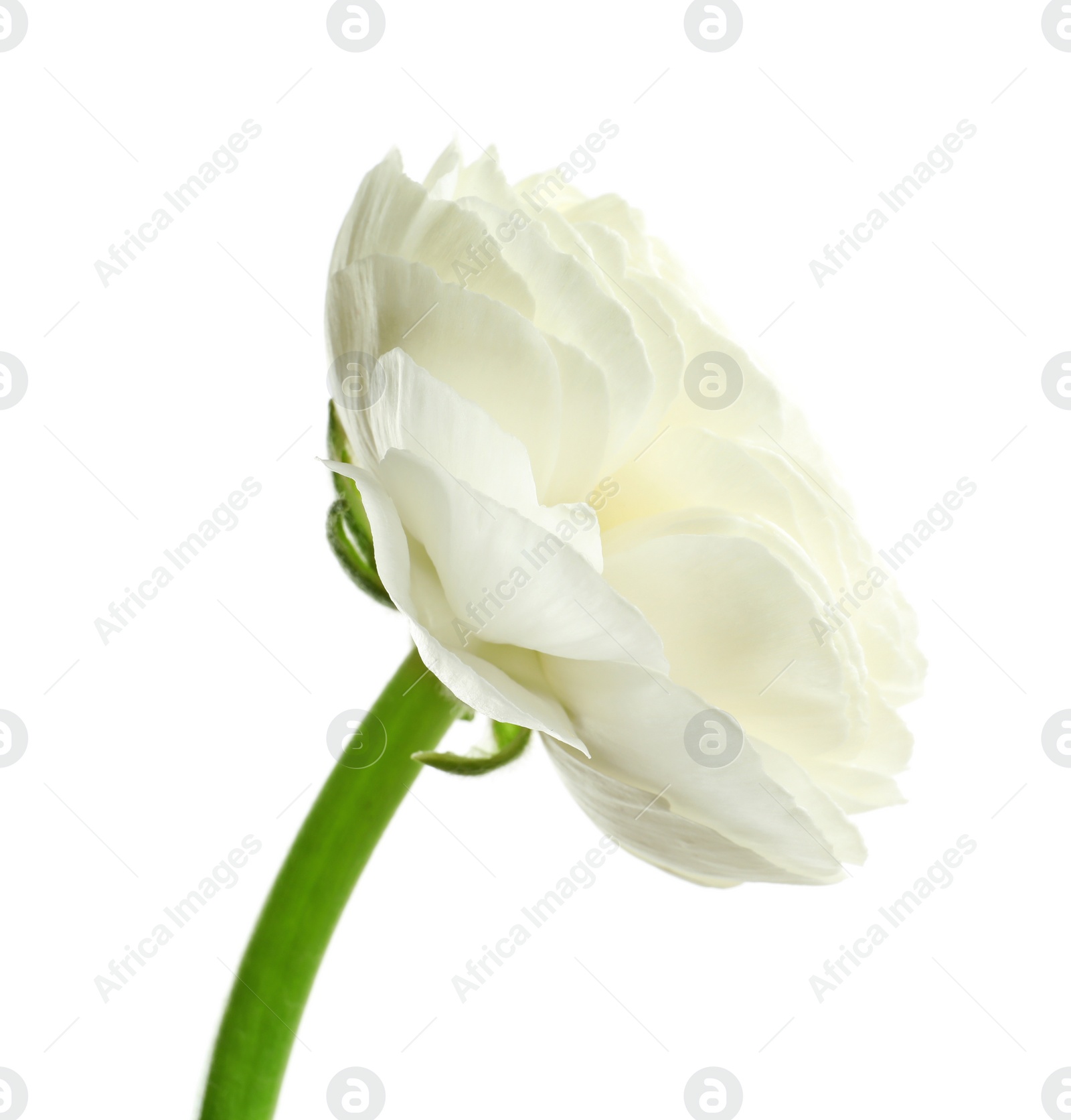 Photo of Beautiful ranunculus flower on white background