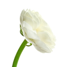 Photo of Beautiful ranunculus flower on white background