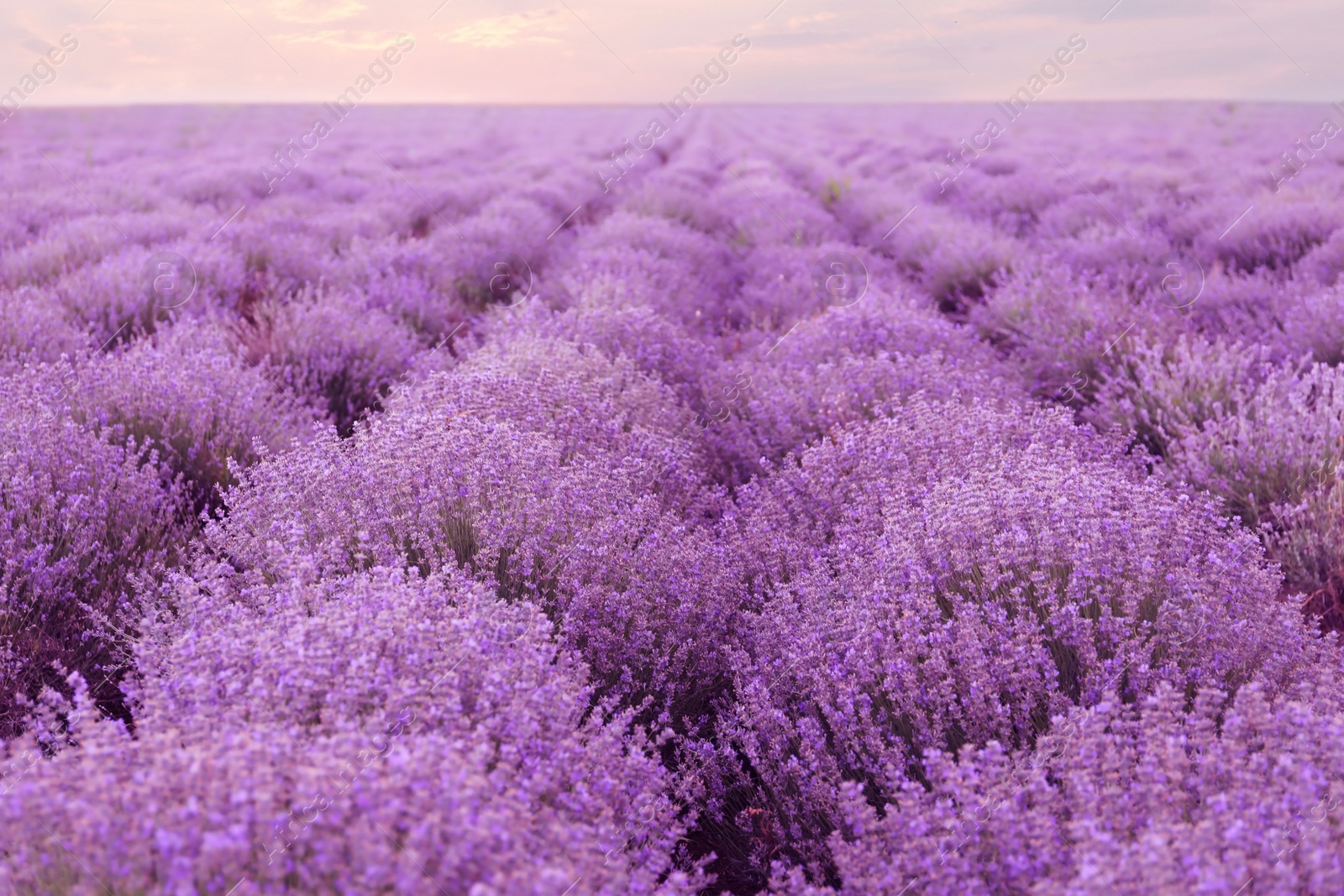 Photo of Beautiful blooming lavender in field on summer day