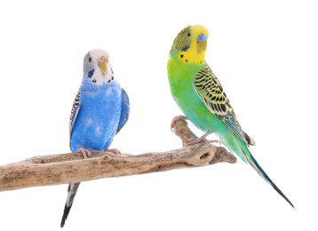 Photo of Two beautiful parrots perched on branch against white background. Exotic pets