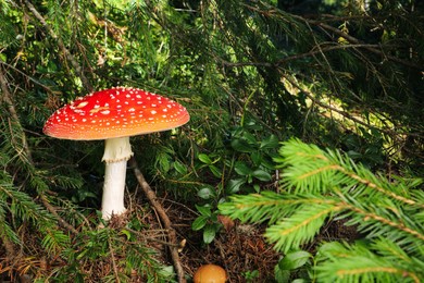 Photo of One poisonous mushroom growing in green forest