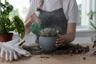 Photo of Woman spraying succulent at table indoors, closeup. Houseplant care