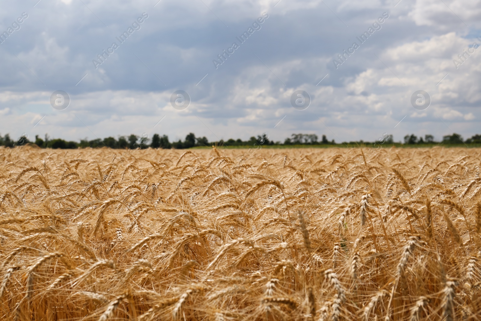 Photo of Beautiful view of agricultural field with ripe wheat spikes