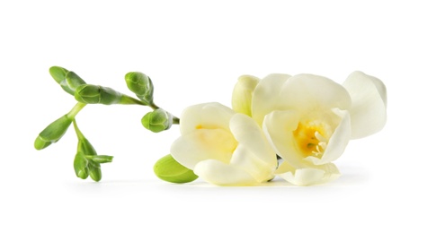 Beautiful freesia with fragrant flowers on white background