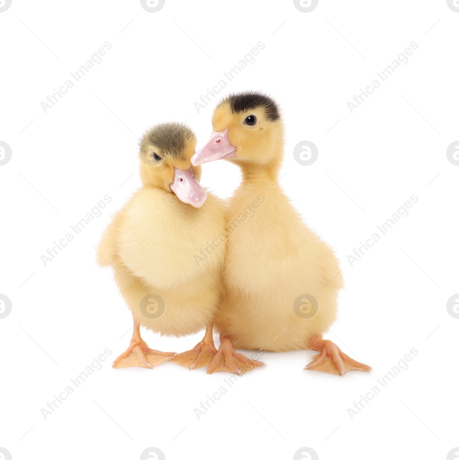 Photo of Baby animals. Cute fluffy ducklings on white background