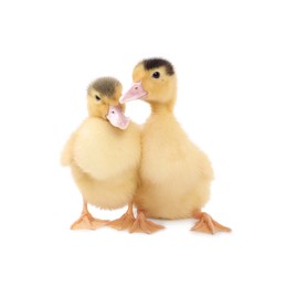 Photo of Baby animals. Cute fluffy ducklings on white background