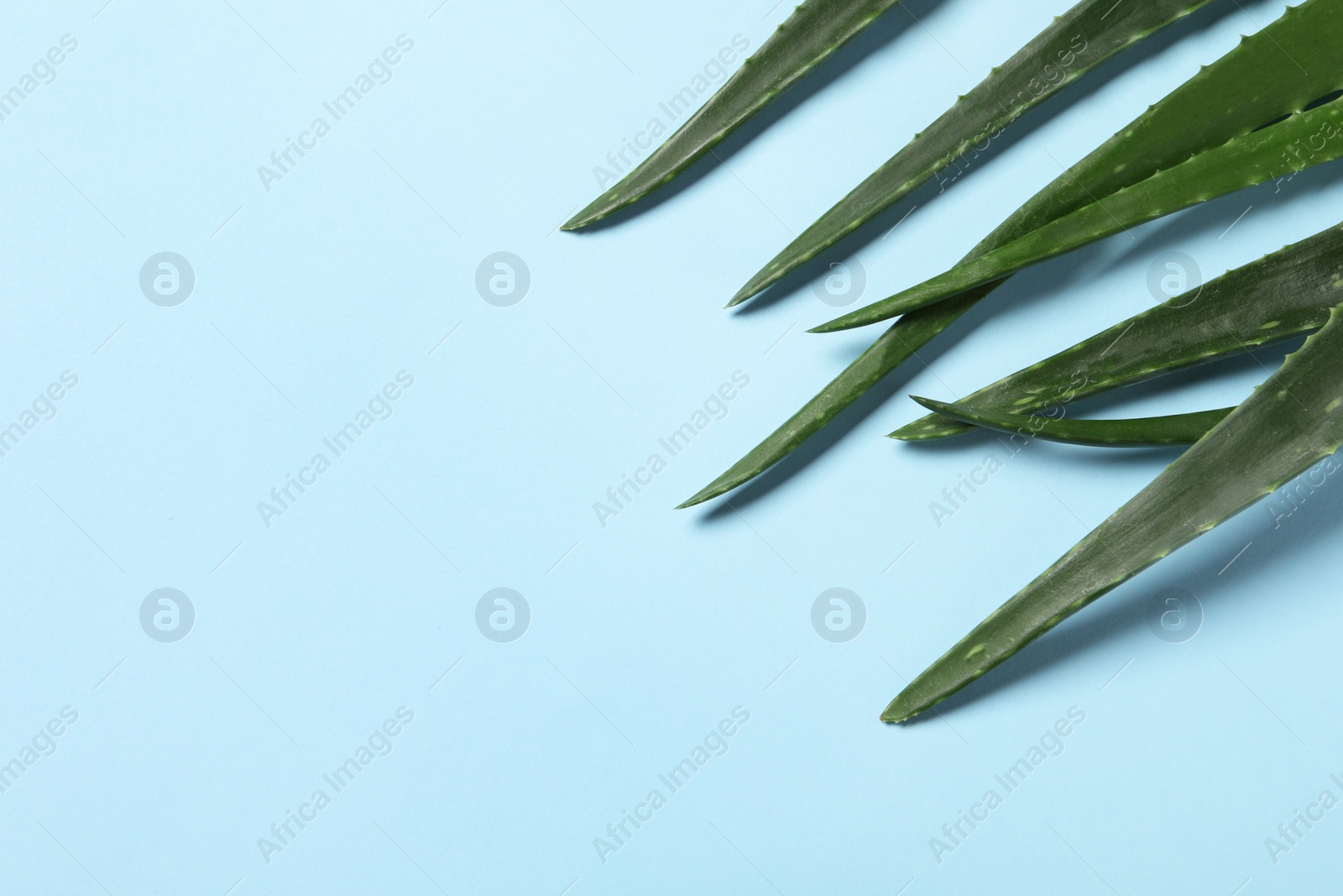 Photo of Fresh aloe vera leaves on light blue background. Space for text