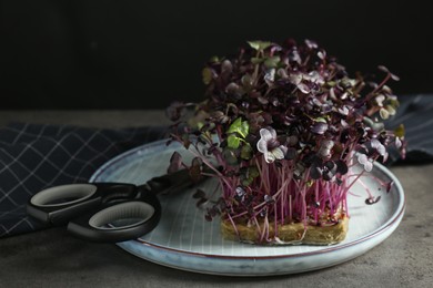 Fresh radish microgreen and scissors on grey table