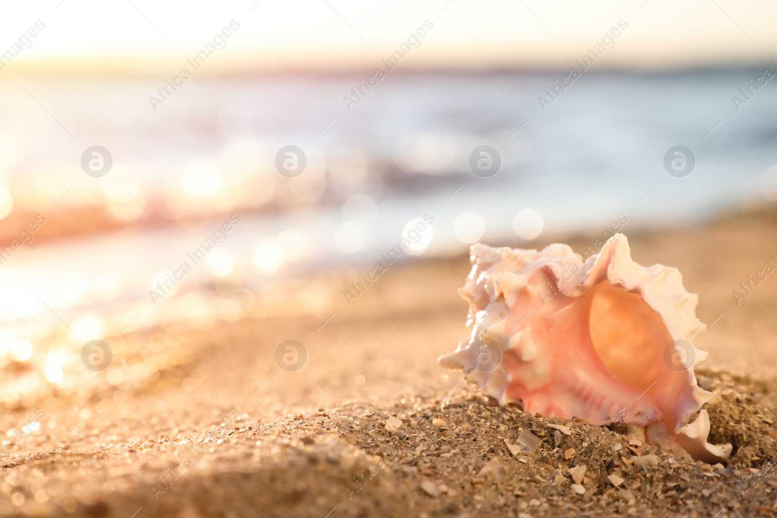 Photo of Beautiful sea shell on sandy beach. Space for text