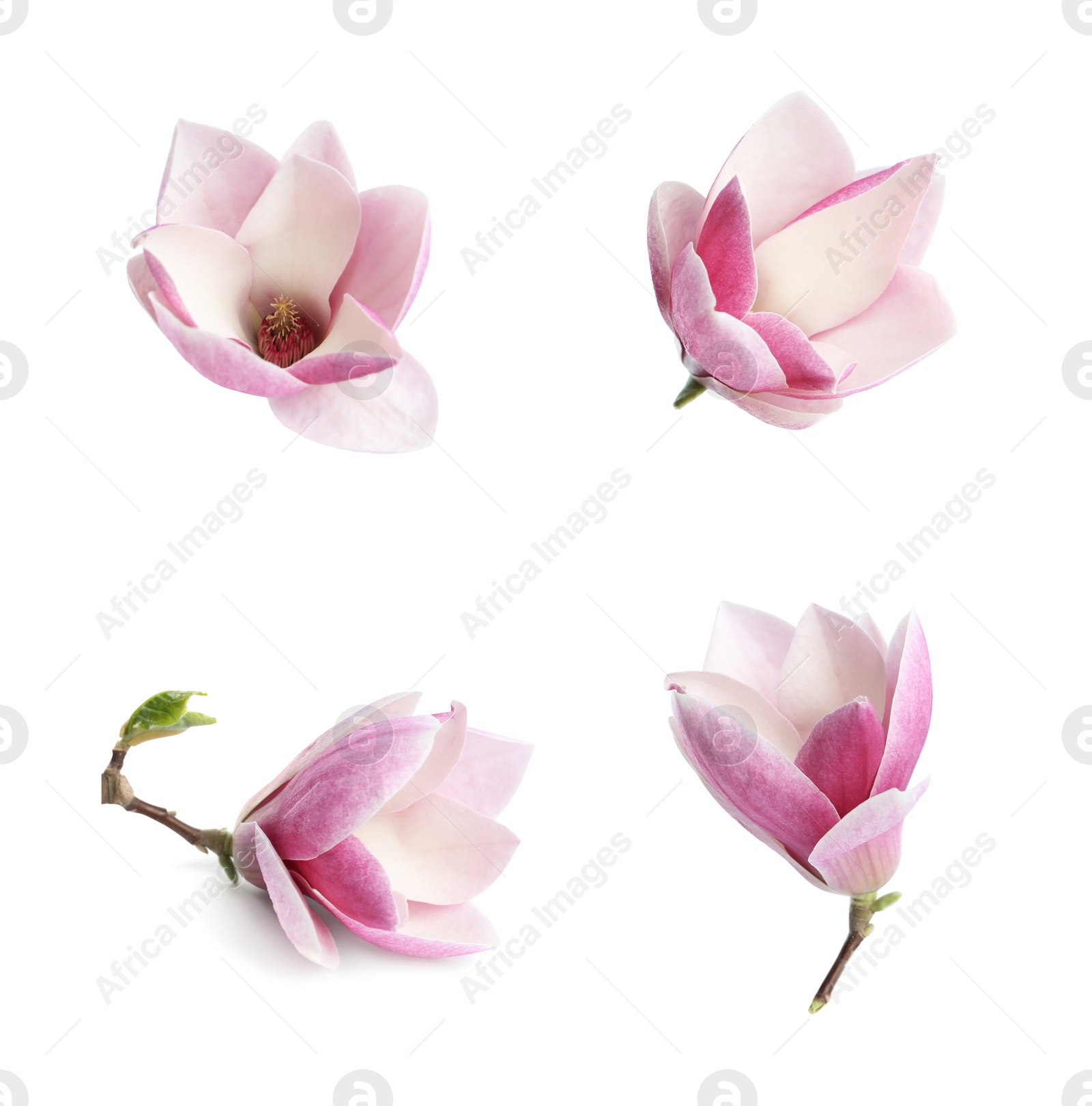 Image of Set with beautiful magnolia flowers on white background. Spring blossom