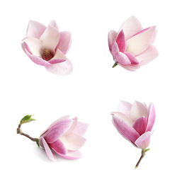 Image of Set with beautiful magnolia flowers on white background. Spring blossom