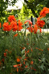 Photo of Beautiful bright red poppy flowers outdoors, closeup view