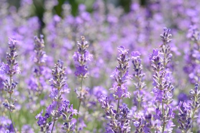 Beautiful blooming lavender in field, closeup view