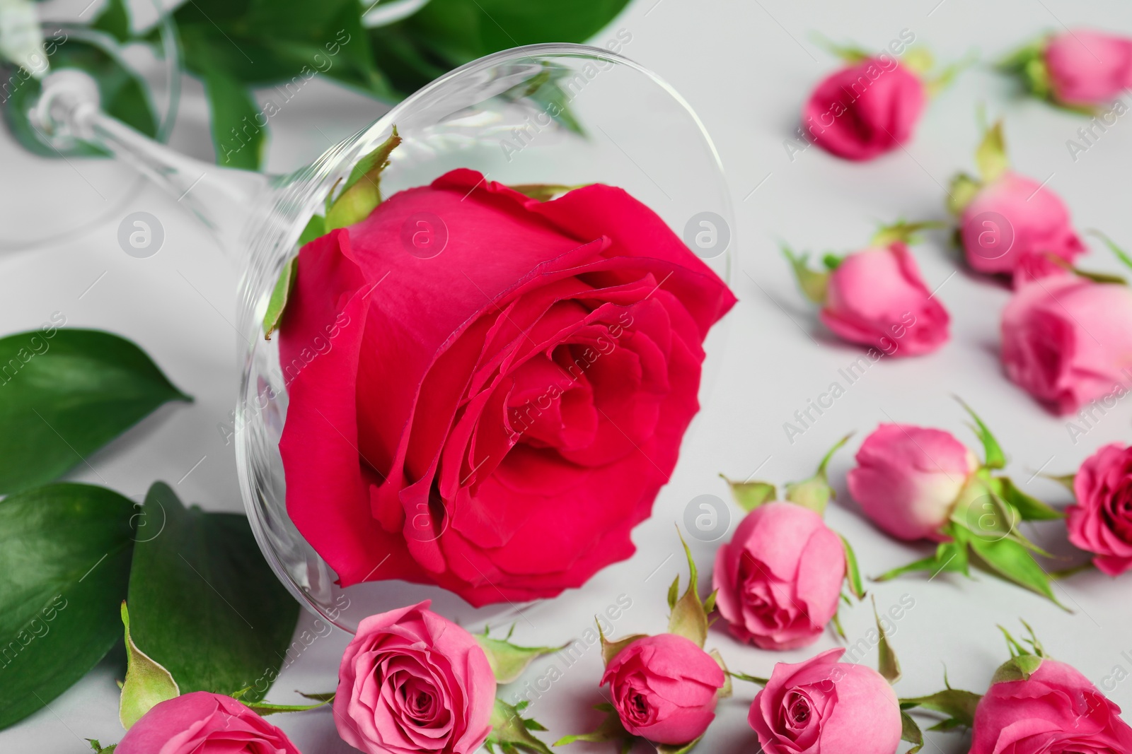 Photo of Martini glass and beautiful roses on white background, closeup