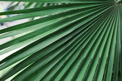 Photo of Beautiful green tropical leaf outdoors, closeup view