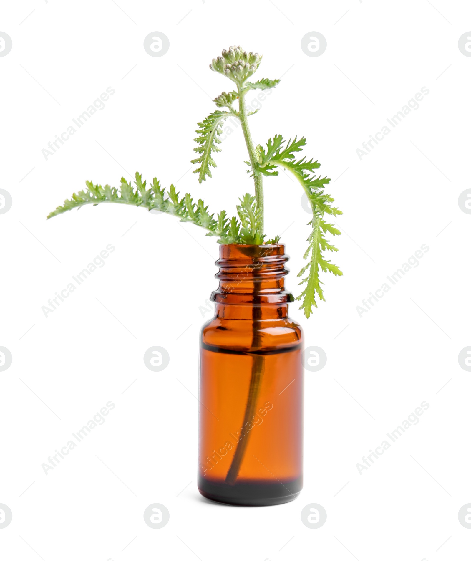 Photo of Bottle of essential oil and yarrow leaves on white background