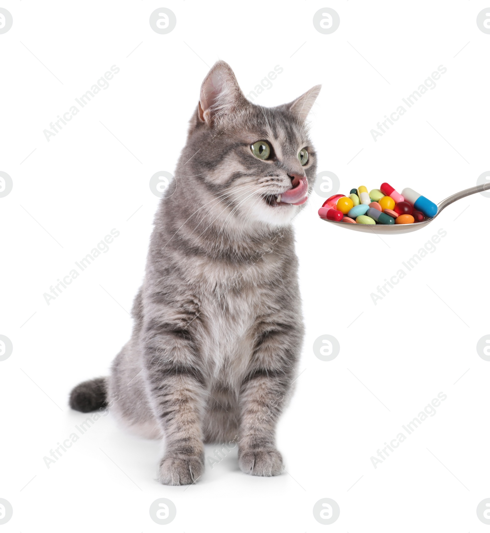 Image of Grey tabby cat and spoon full of different pills on white background. Vitamins for animal 