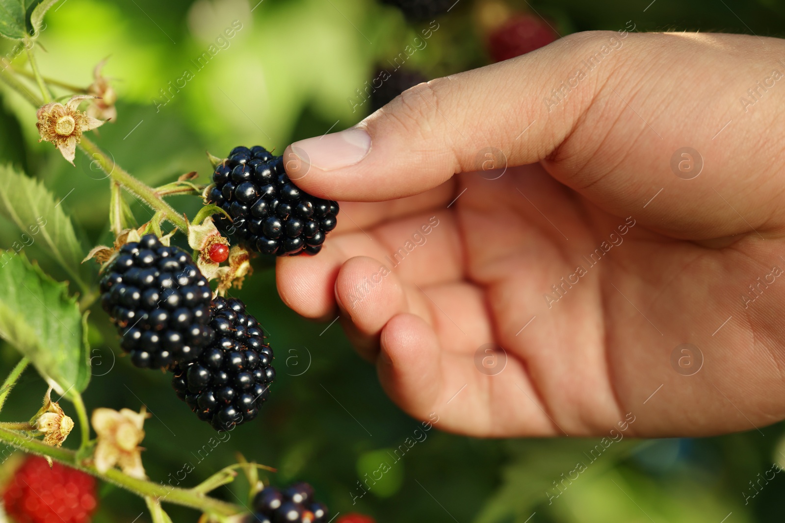 Photo of Woman picking ripe blackberries from bush outdoors, closeup