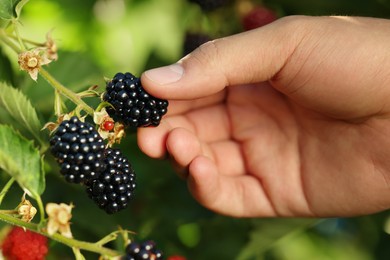 Photo of Woman picking ripe blackberries from bush outdoors, closeup