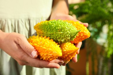 Woman holding pile of fresh bitter melons on blurred background, closeup