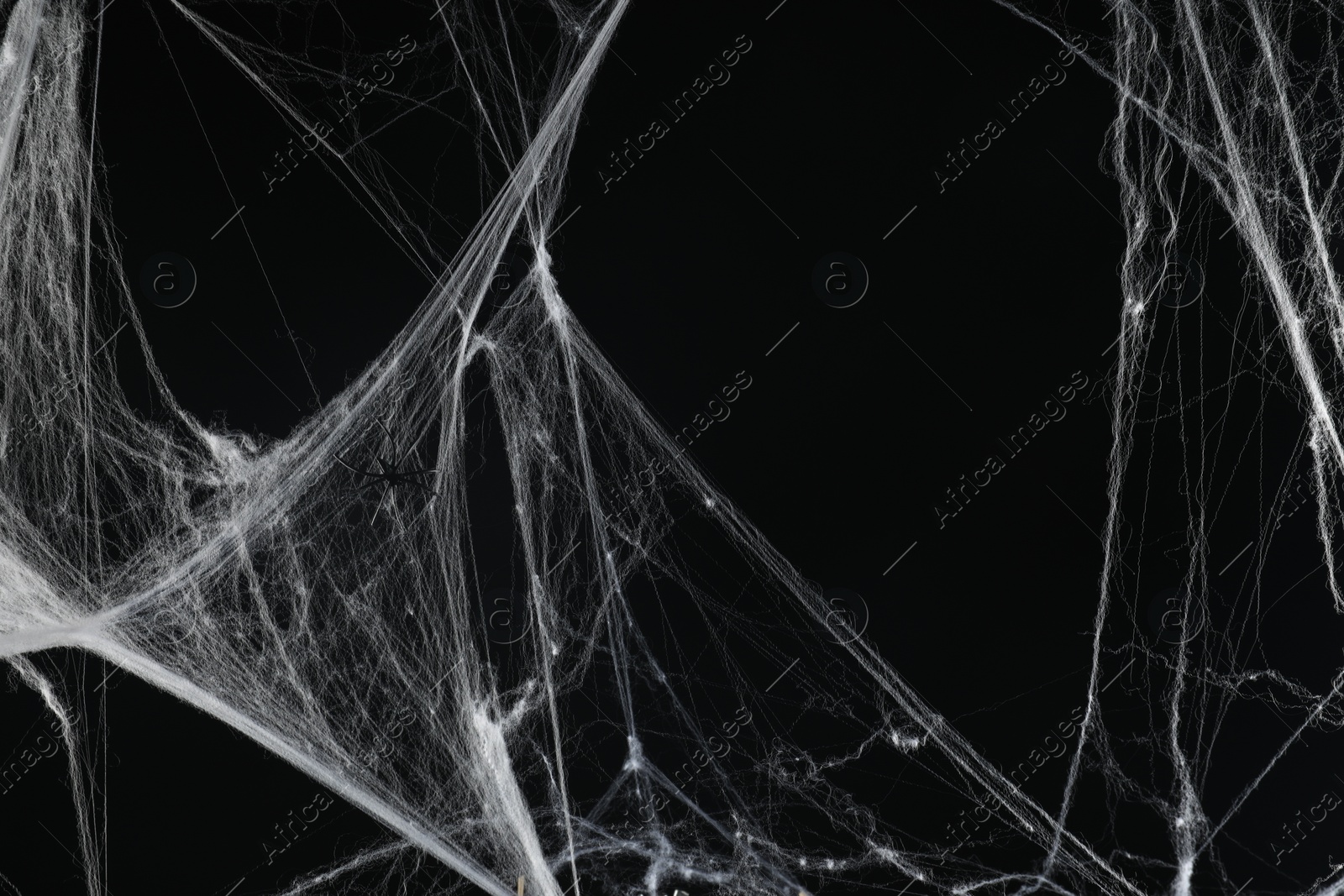 Photo of Spider on white cobweb against black background