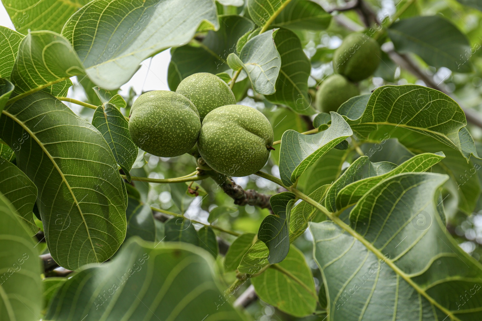 Photo of Green unripe walnuts on tree branch outdoors