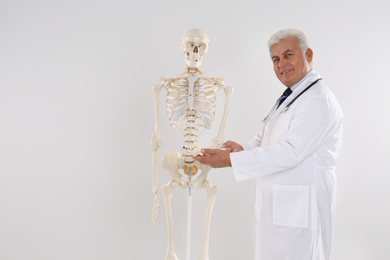 Senior orthopedist with human skeleton model against light background