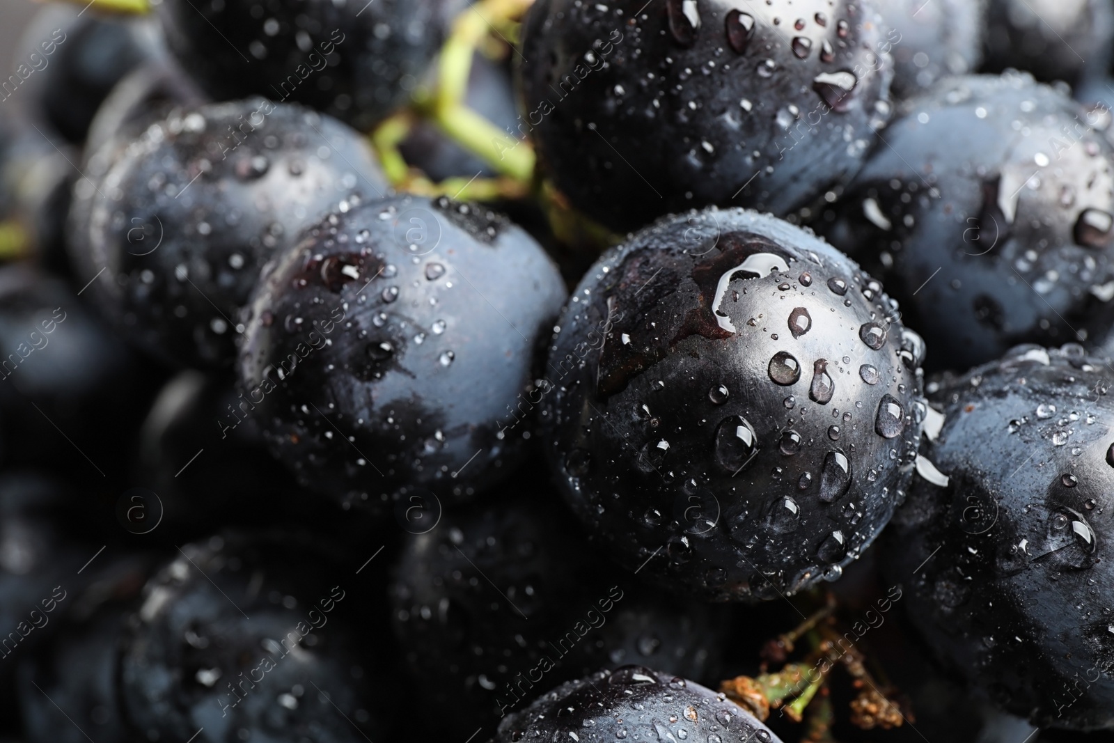 Photo of Fresh ripe juicy black grapes as background, closeup view