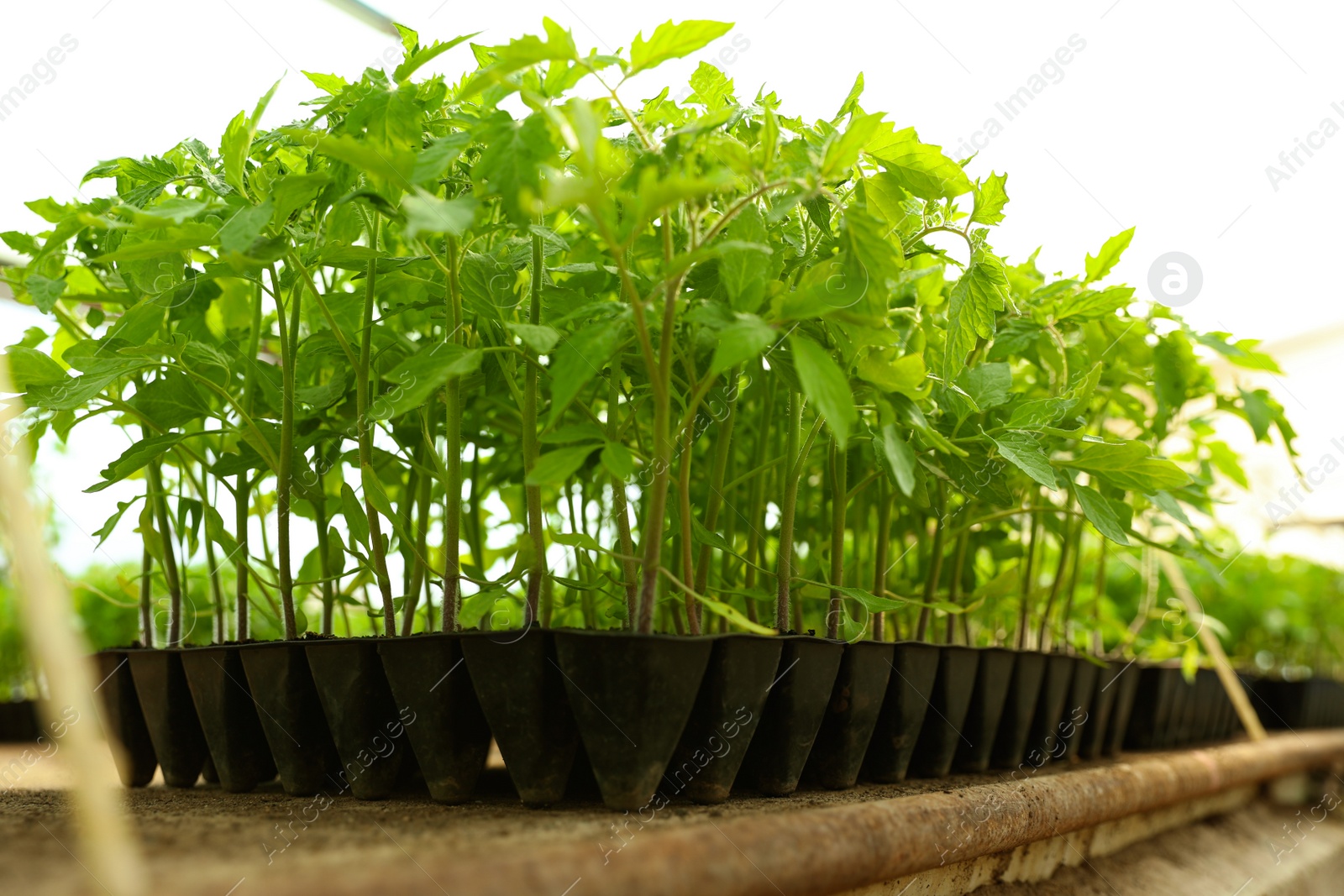 Photo of Many green tomato plants in seedling tray on table