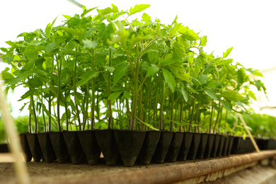 Photo of Many green tomato plants in seedling tray on table