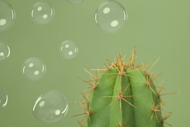Soap bubbles near cactus on light green background