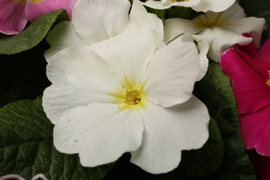 Photo of Beautiful primula (primrose) plant with white flowers, closeup. Spring blossom