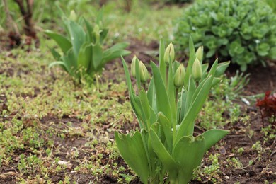 Beautiful unopened tulip buds outdoors on spring day, space for text