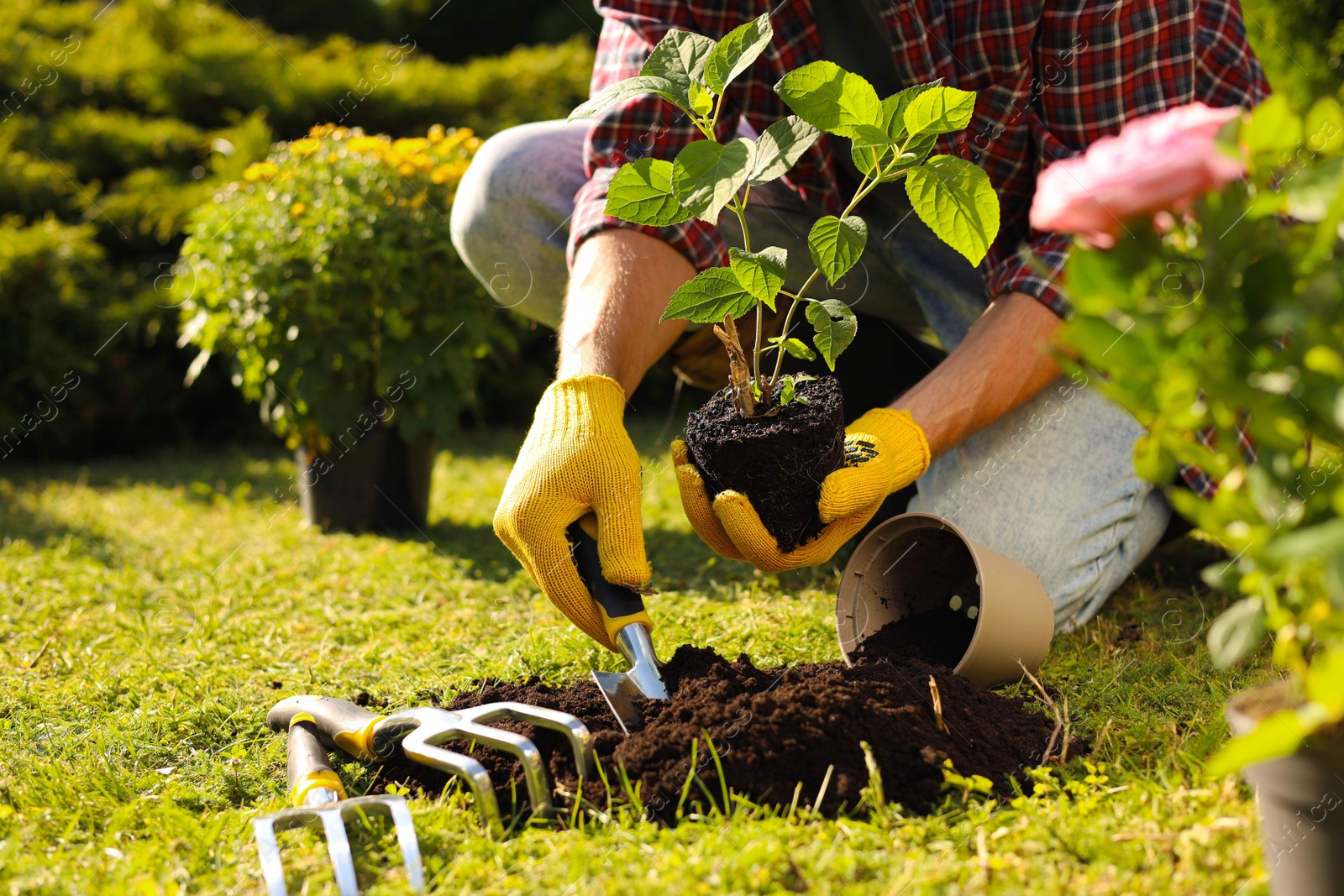 Photo of Man transplanting beautiful plant into soil outdoors on sunny day, closeup. Gardening time