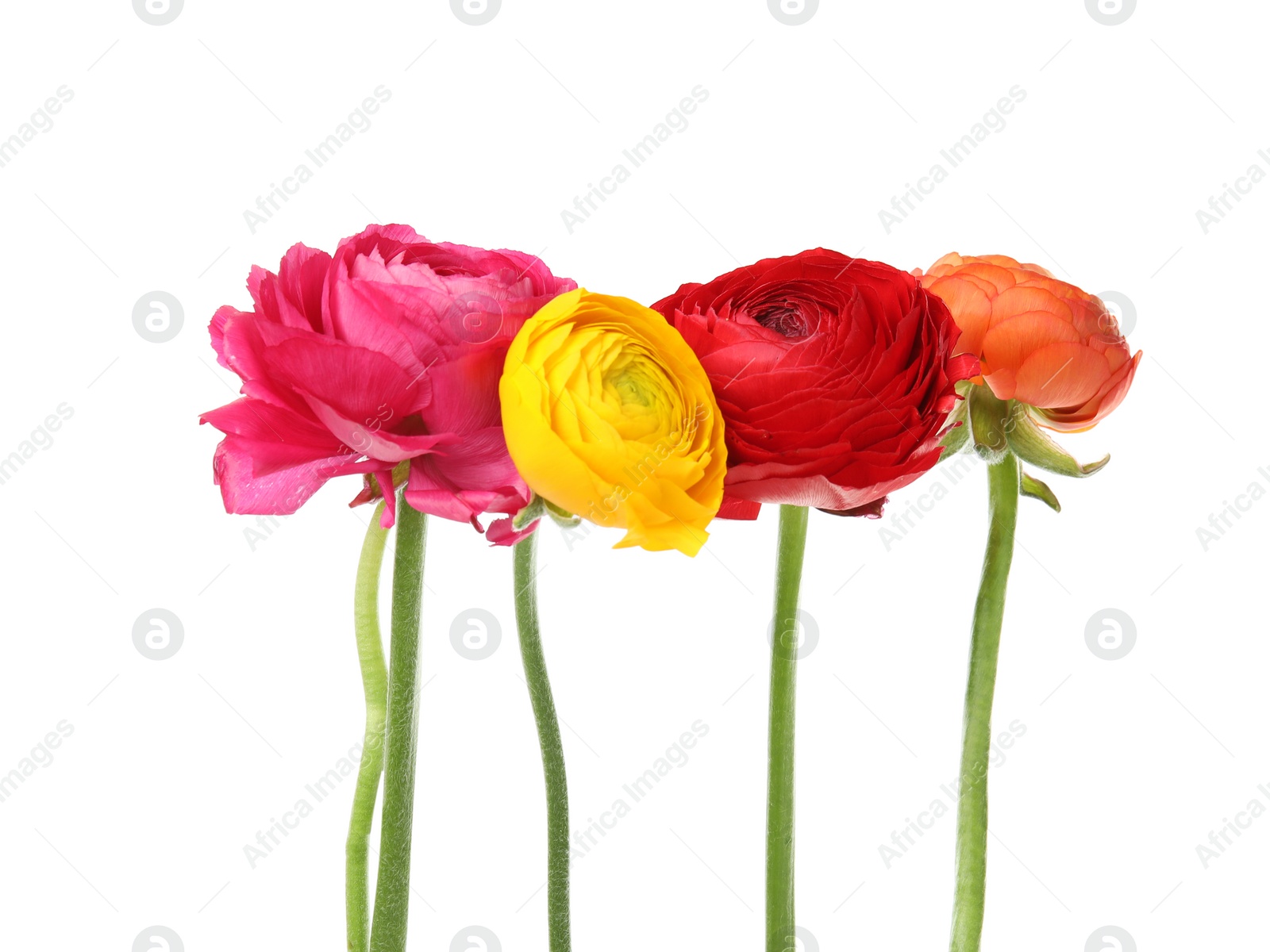 Photo of Beautiful spring ranunculus flowers isolated on white