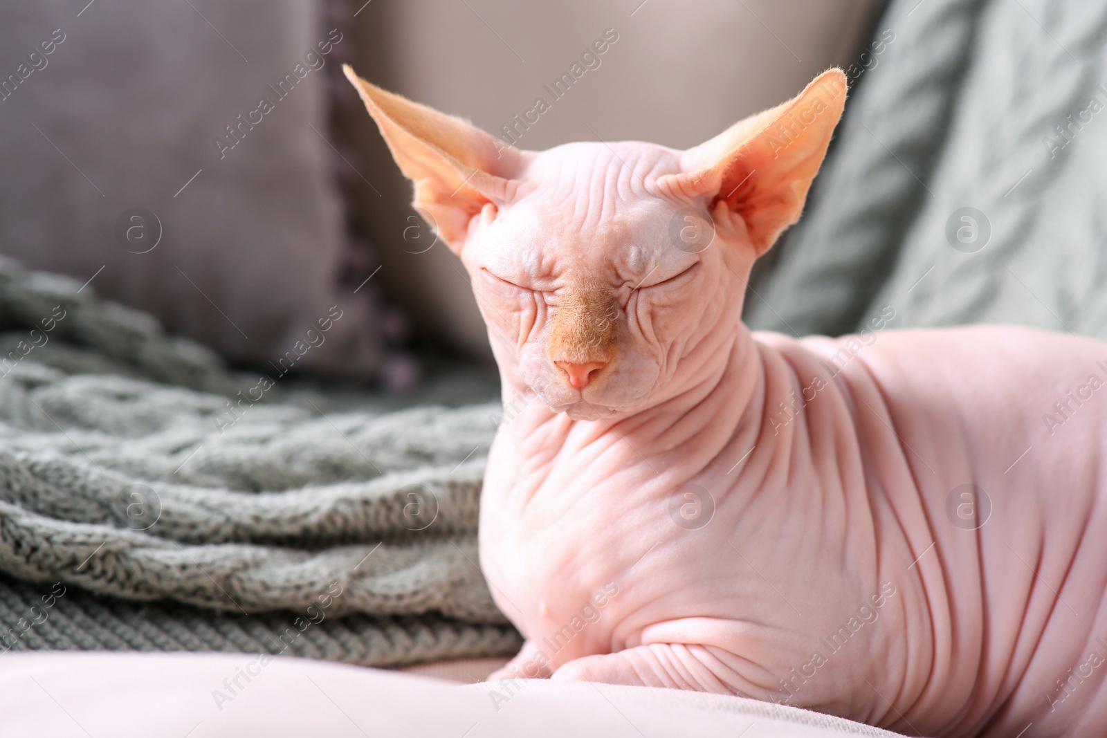 Photo of Beautiful Sphynx cat sleeping on sofa at home, space for text. Lovely pet