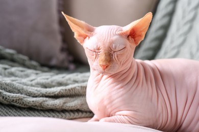 Photo of Beautiful Sphynx cat sleeping on sofa at home, space for text. Lovely pet