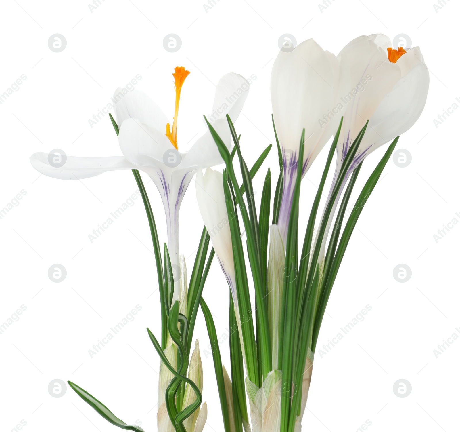 Photo of Beautiful crocus flowers isolated on white. Spring season