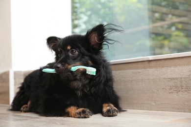 Long haired dog holding toothbrush at home