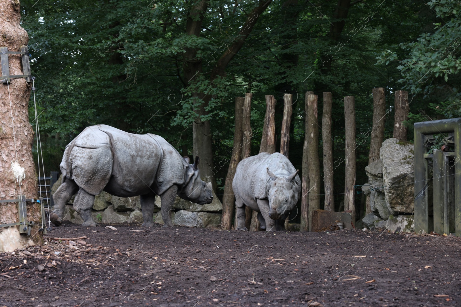 Photo of Pair of adorable big rhinoceros in zoological garden